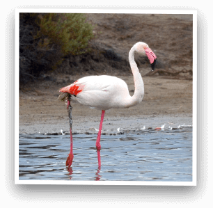 flamants roses